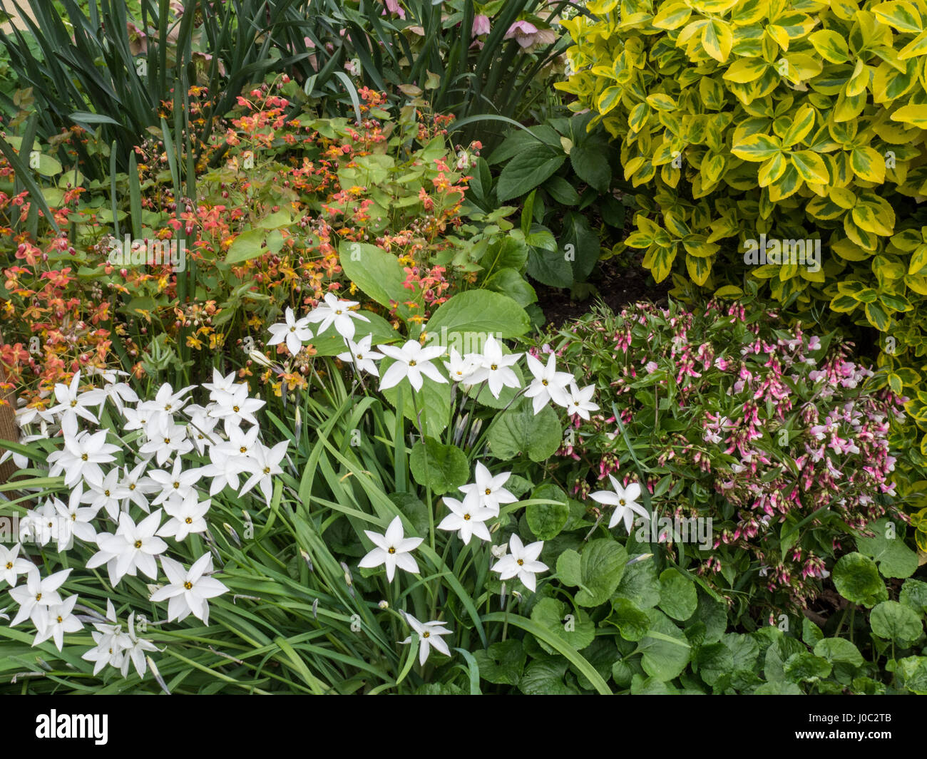 Raggruppamento di primavera piante fiorite perenni in un confine Foto Stock