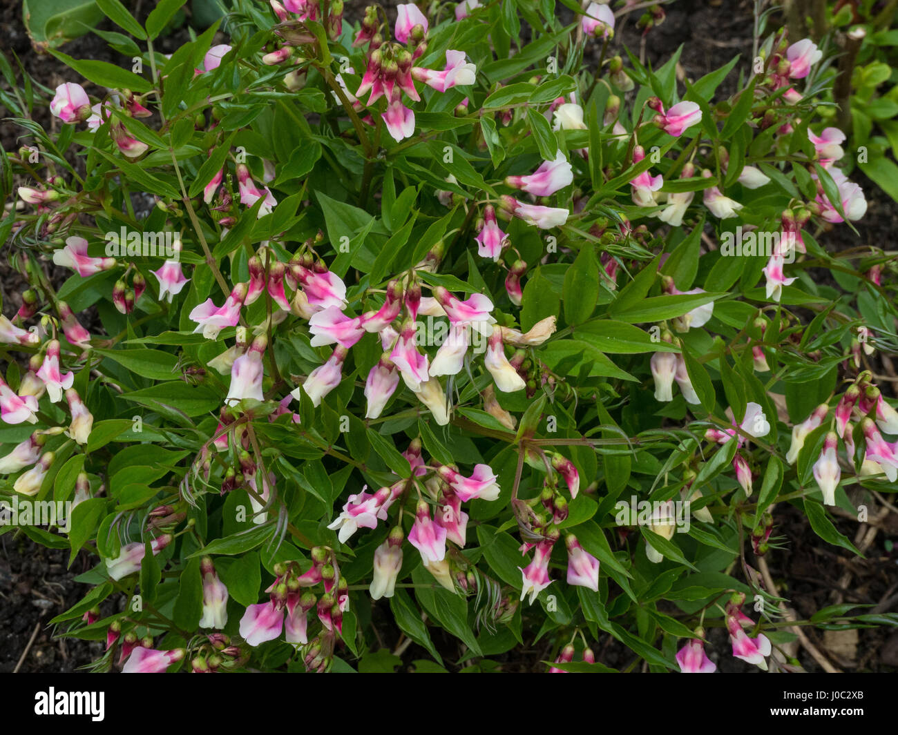 Lathyrus vernus alboroseus nel pieno fiore Foto Stock