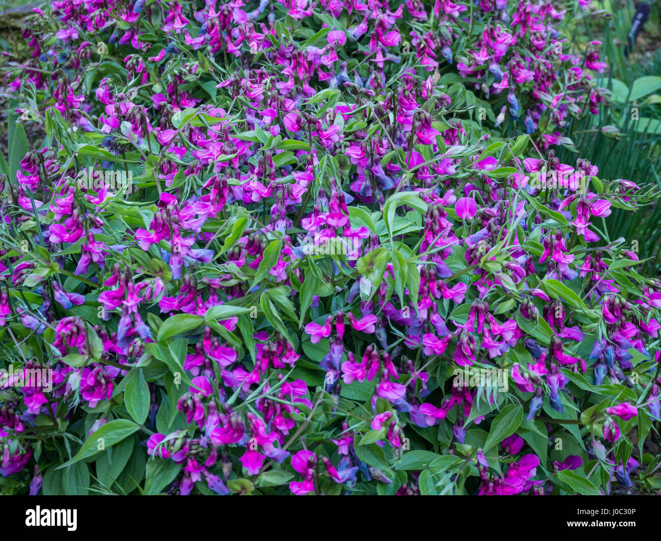 Lathyrus vernus pianta in piena fioritura Foto Stock