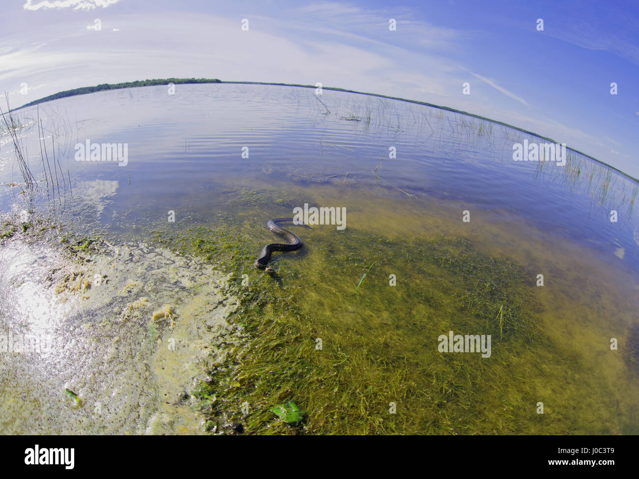 Viper è crogiolarsi in acqua poco profonda nel lago, di distorsione prospettica Foto Stock