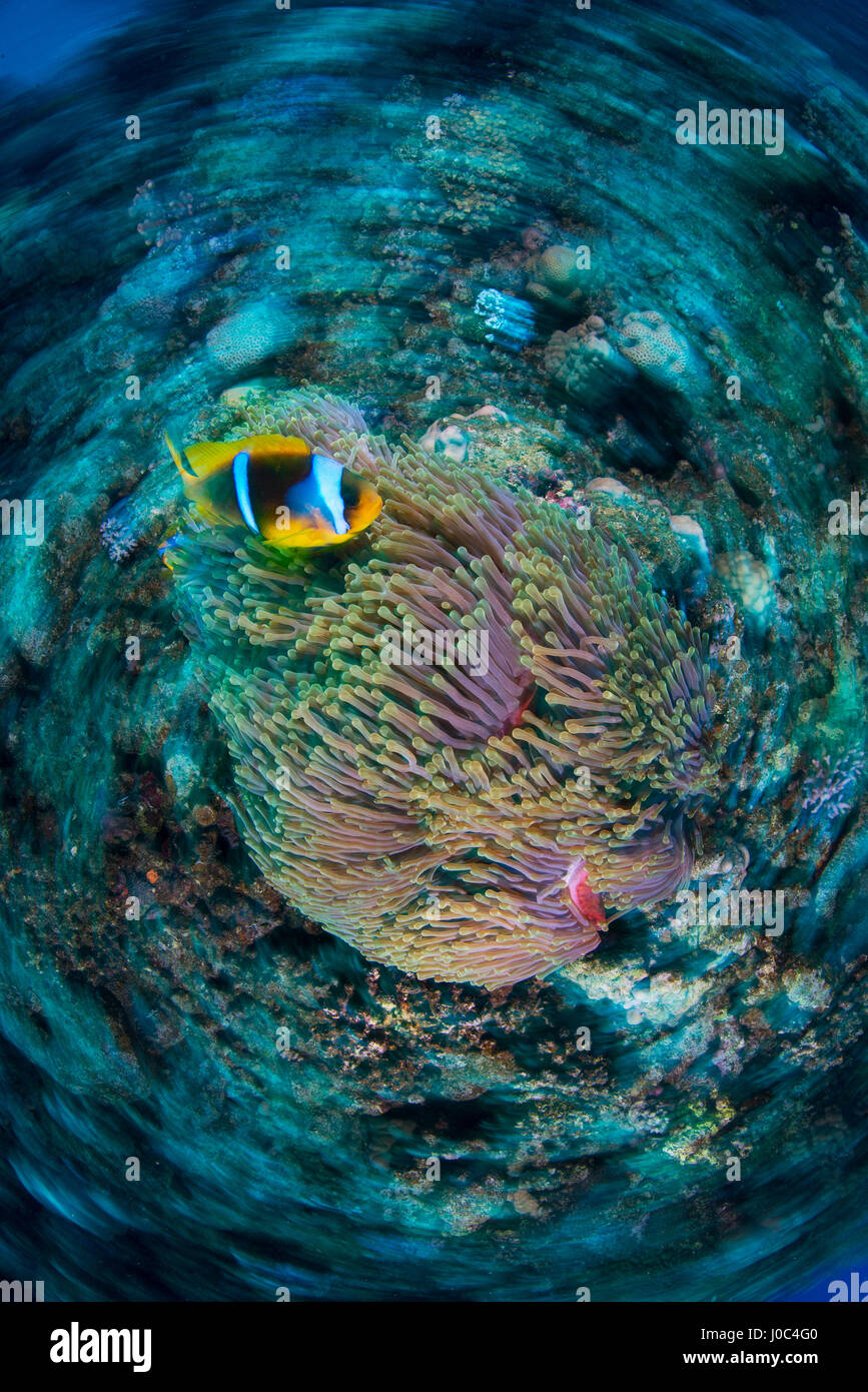 Clownfish (Amphiprion bicinctus) da anemone, Marsa Alam, Egitto Foto Stock