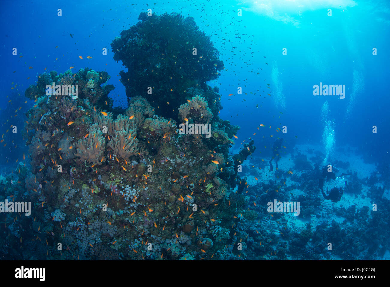 Scuola di pesce dai coralli, Mar Rosso a Marsa Alam, Egitto Foto Stock
