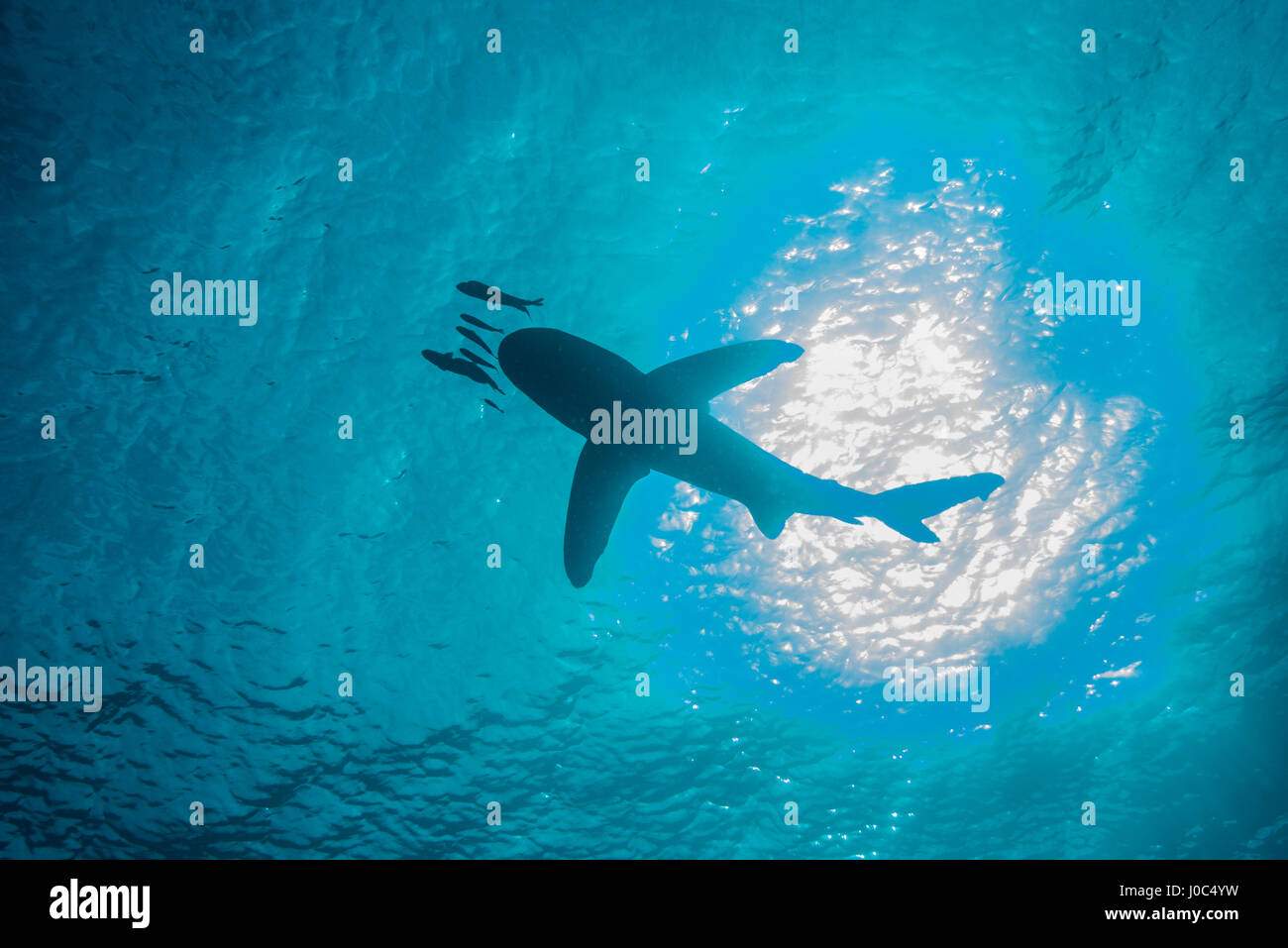 White tip shark (Carcharhinus longimanus) nuotare con i pesci piccoli e a basso angolo di visione, vista subacquea, Fratelli isola, Egitto Foto Stock