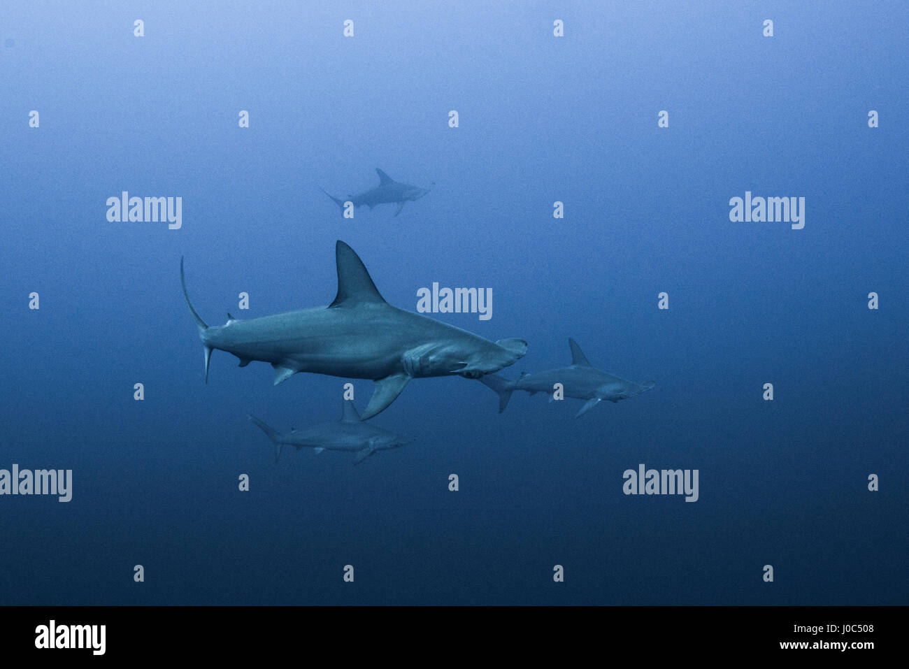 Dentellata (a testa di martello Sphyrna lewini) istruzione, vista subacquea, Daedalus reef, Egitto Foto Stock