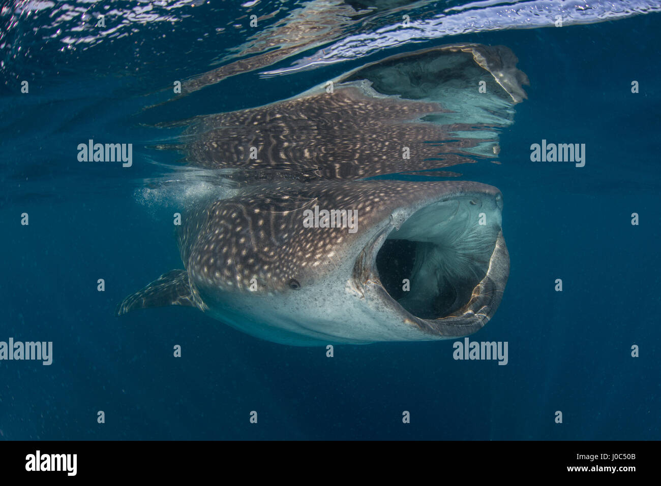 Squalo Balena (rhyncodon typus) filtro alimentazione nella superficie, vista subacquea, Isla Mujeres, Messico Foto Stock