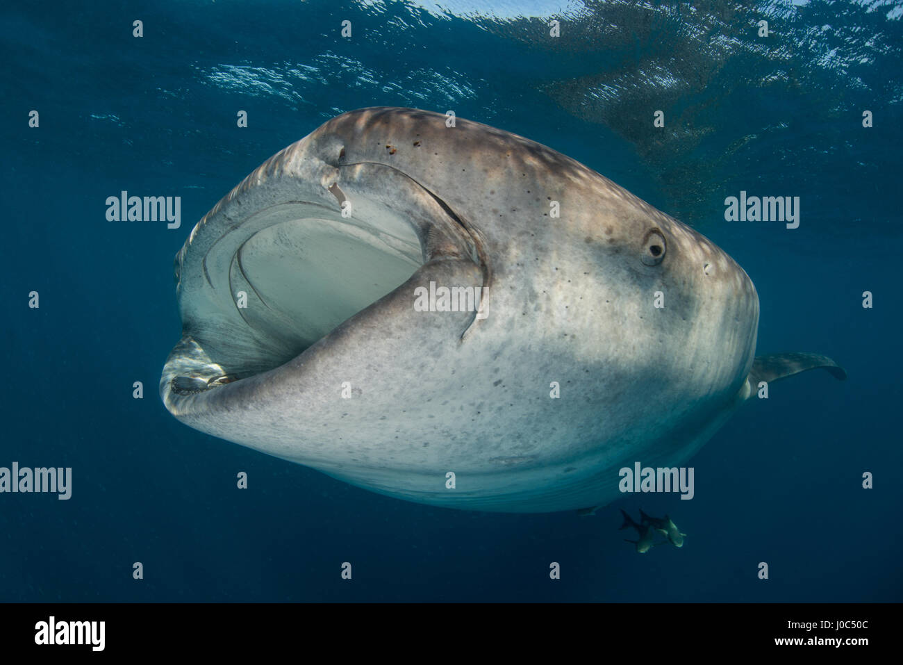 Squalo Balena (rhyncodon typus) filtro alimentazione nella superficie, vista subacquea, Isla Mujeres, Messico Foto Stock