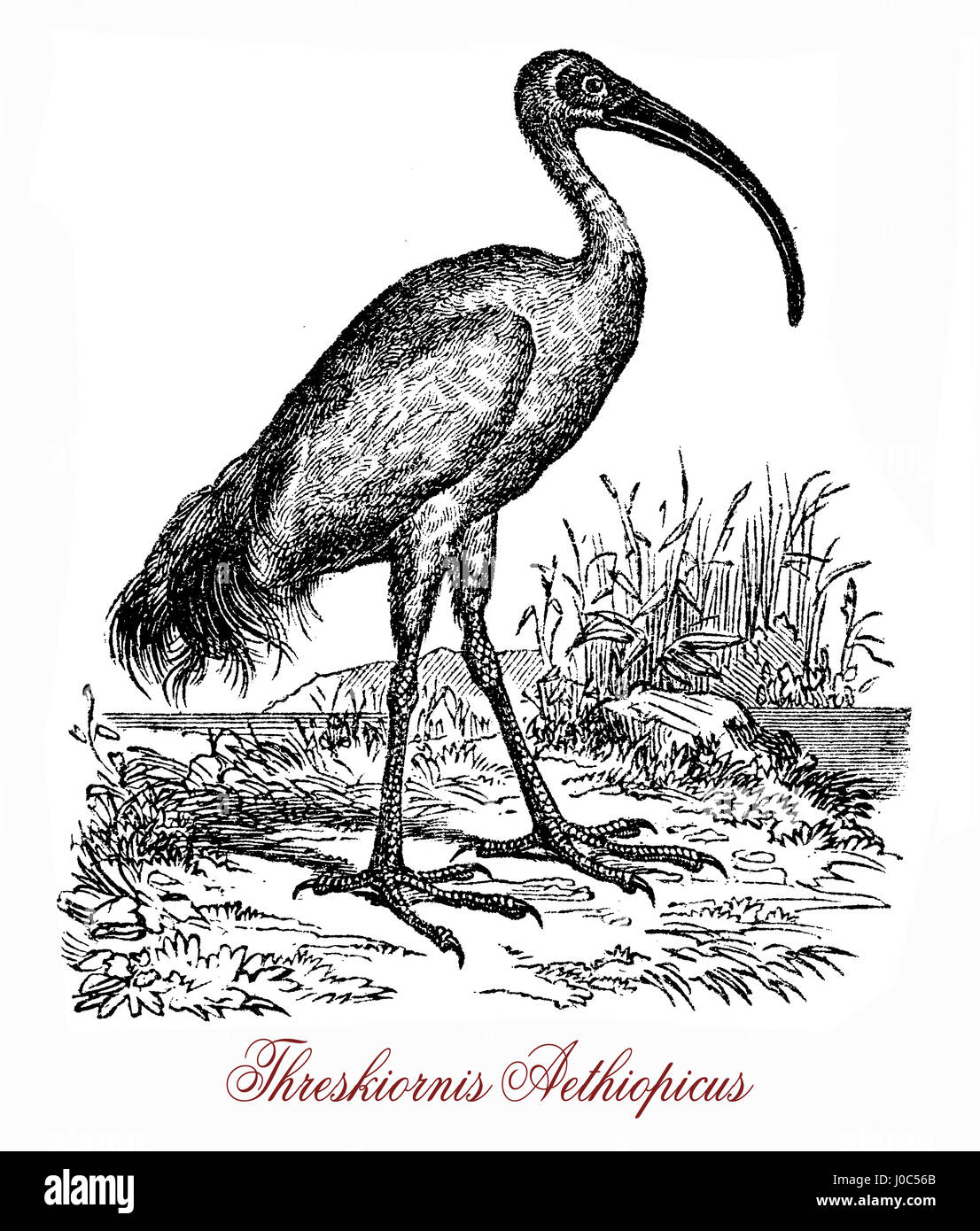 L Africano ibis sacri (Threskiornis aethiopicus) ha un corpo di colore bianco del piumaggio a prescindere da pennacchi scuro sulla groppa e una testa calva e collo. La curva spessa bill e le gambe sono di colore nero. Essa è stata considerata sacra in Egitto, dove era venerata e spesso mummificato come un simbolo del dio Thoth. Foto Stock