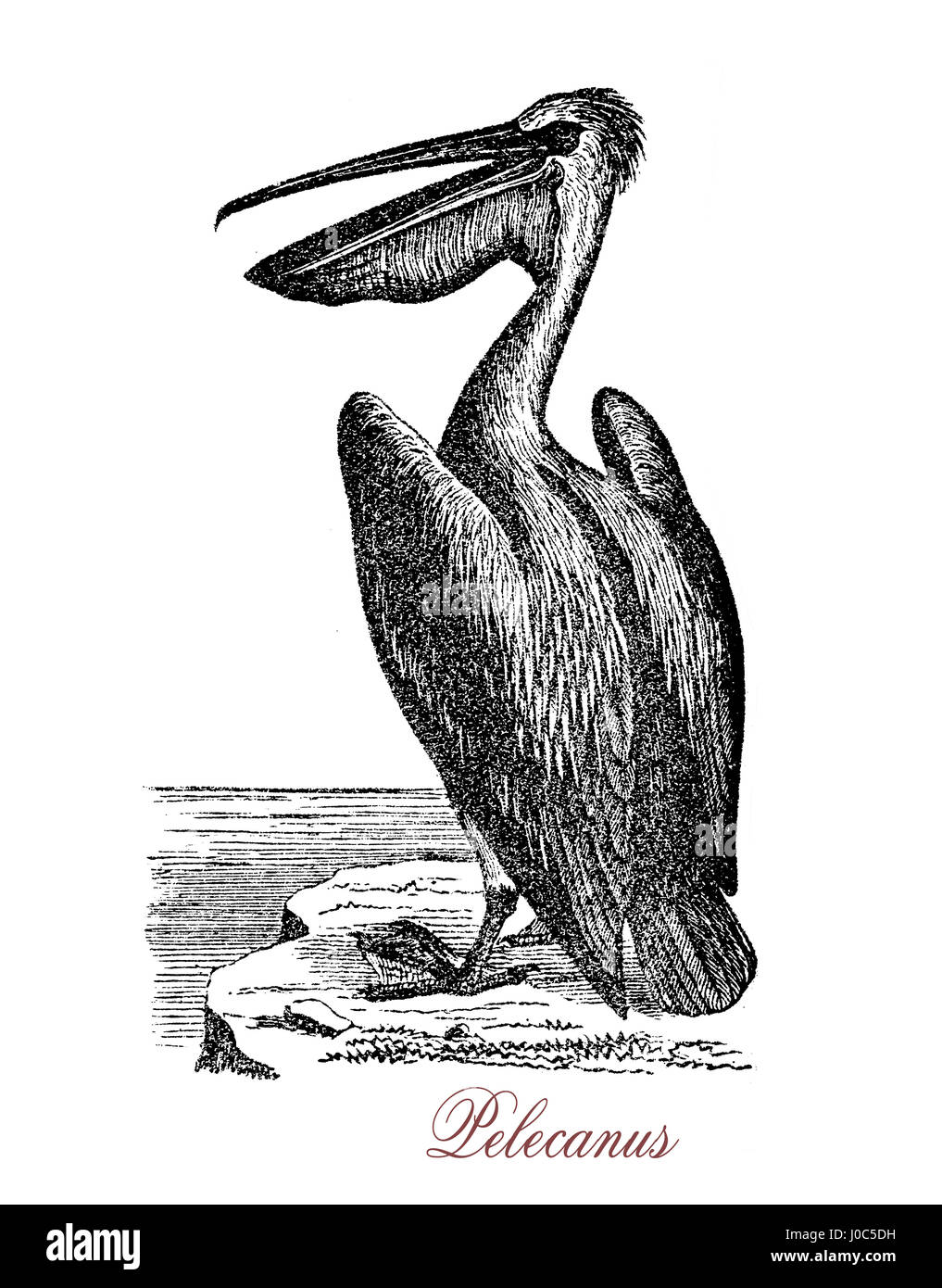 Pellicani sono un genere di grandi uccelli acquatici che compongono la famiglia Pelecanidae. Essi sono caratterizzati da un lungo becco e una grande gola sacchetto utilizzato per la cattura della preda e il drenaggio di acqua dall'sgottate contenuto prima di deglutire. Foto Stock