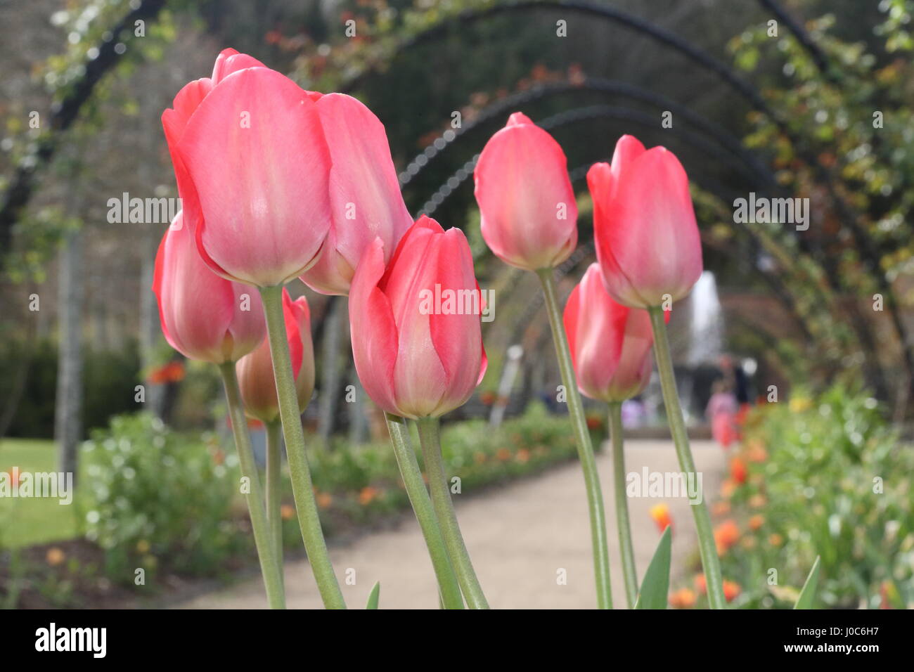 Tulipani rosa in Bangor Castello giardino murato ,Bangor Co Down N Irlanda Foto Stock