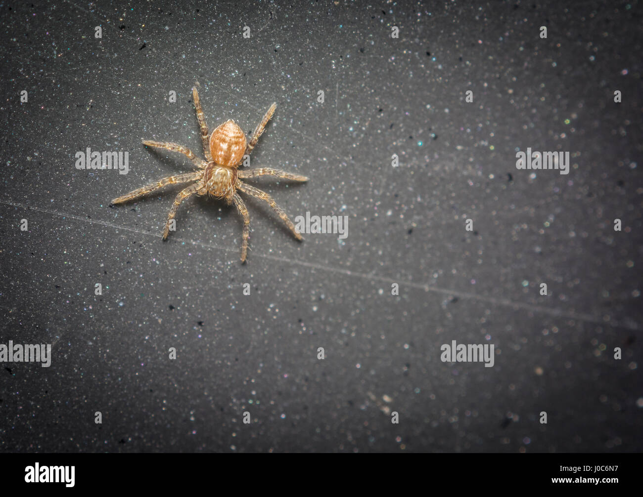 Vista da sopra di una minuscola spider su una lastra grigia Foto Stock