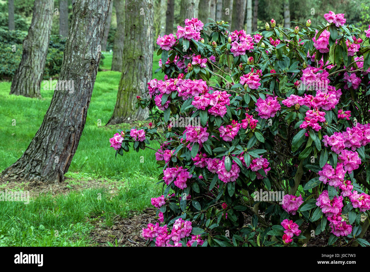 Rhododendron "Loket", arbusti, viola, fioritura, fiori, foresta, impianto, bosco, tronchi da giardino Foto Stock