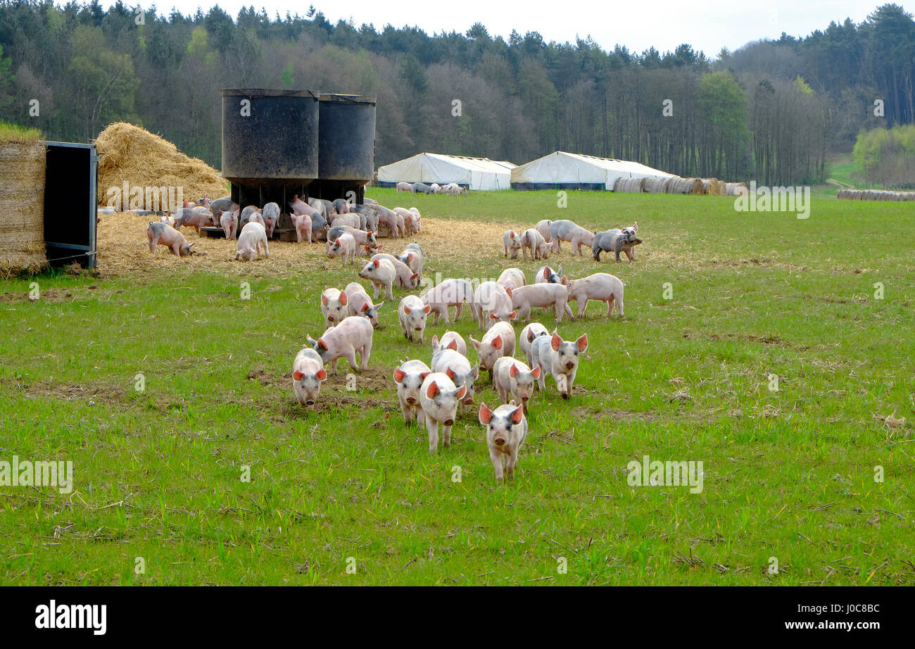 Suini all'aperto sulla fattoria, North Norfolk, Inghilterra Foto Stock