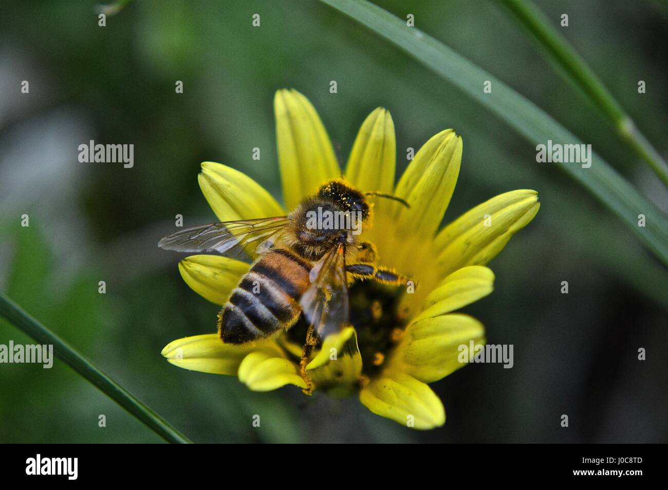 Bee in un fiore giallo Foto Stock