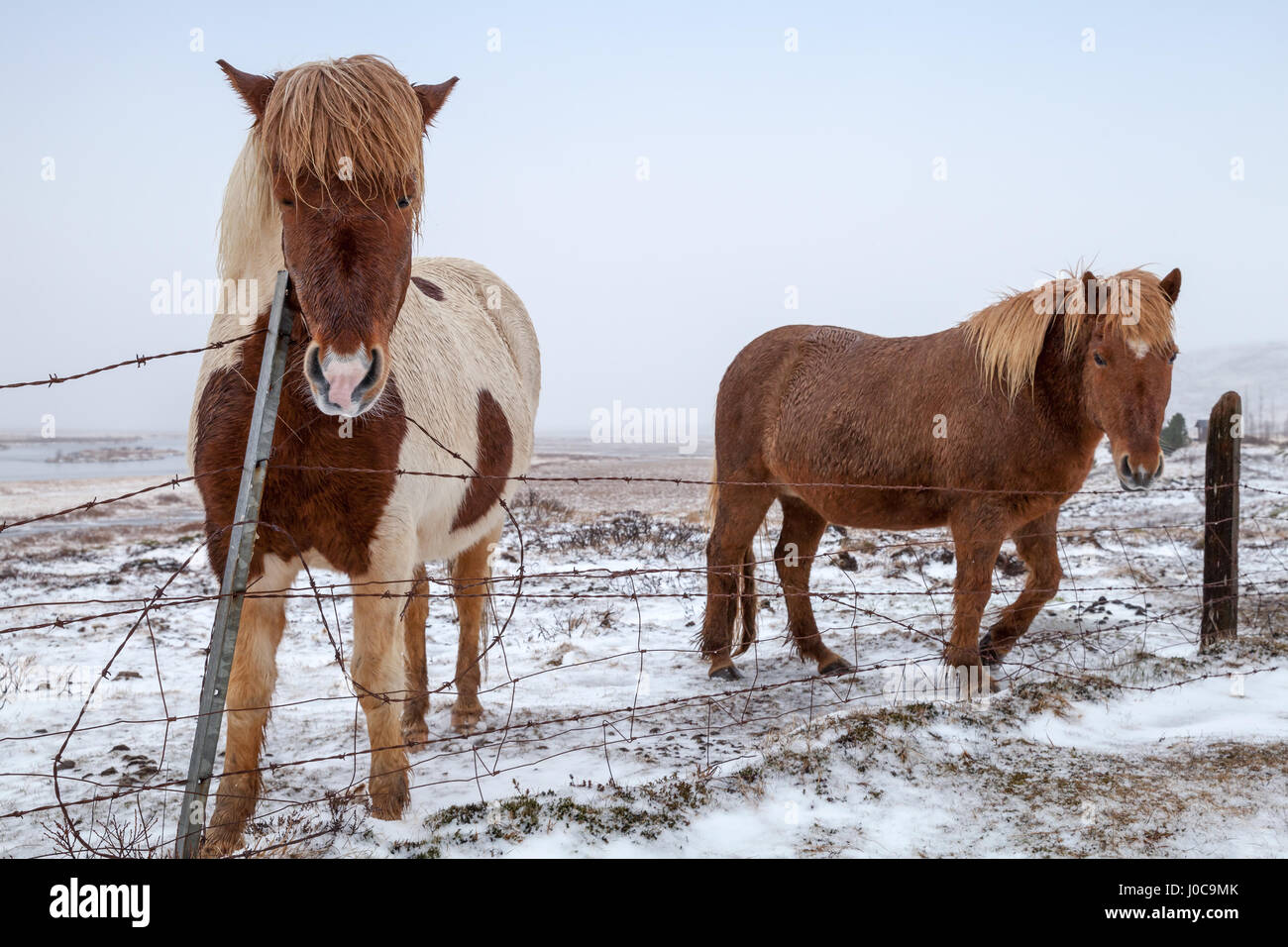 Due cavalli islandesi a piedi su neve prato vicino al filo spinato di recinzione di fattoria Foto Stock