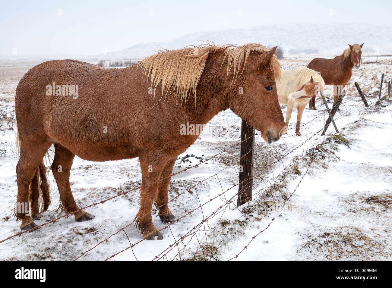 Cavalli islandesi stand su neve prato vicino al filo spinato di recinzione di fattoria Foto Stock