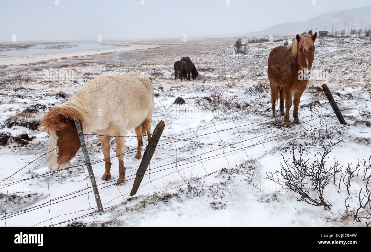 Cavalli islandesi a piedi intorno al coperto di neve prato vicino al recinto di fattoria Foto Stock