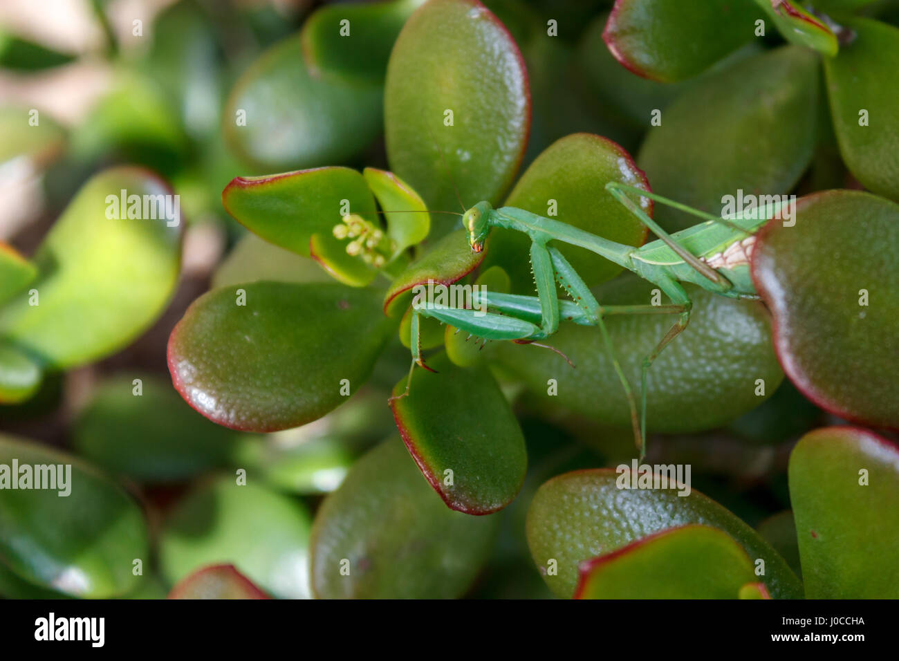 Mantis (Mantodea) sulle foglie di una pianta di giada (Crassula ovata) Foto Stock
