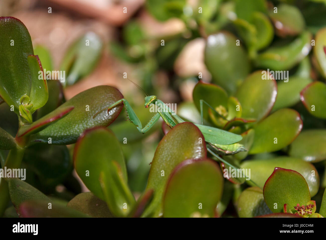Mantis (Mantodea) sulle foglie di una pianta di giada (Crassula ovata) cercando il suo prossimo pasto Foto Stock