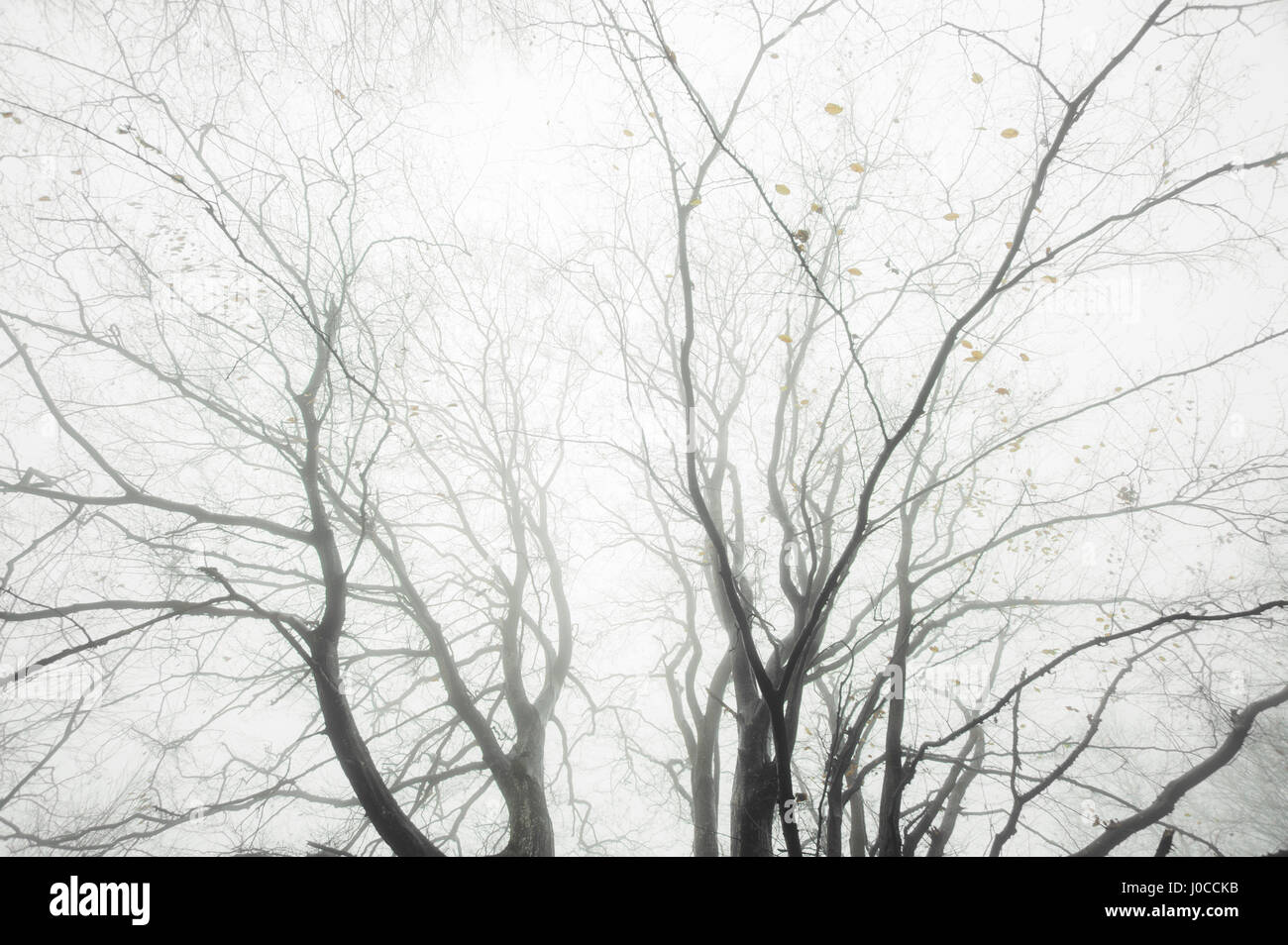 Abstract i rami degli alberi in background di nebbia Foto Stock