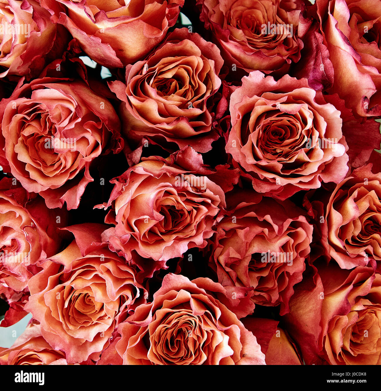Rose, frame completo Foto Stock