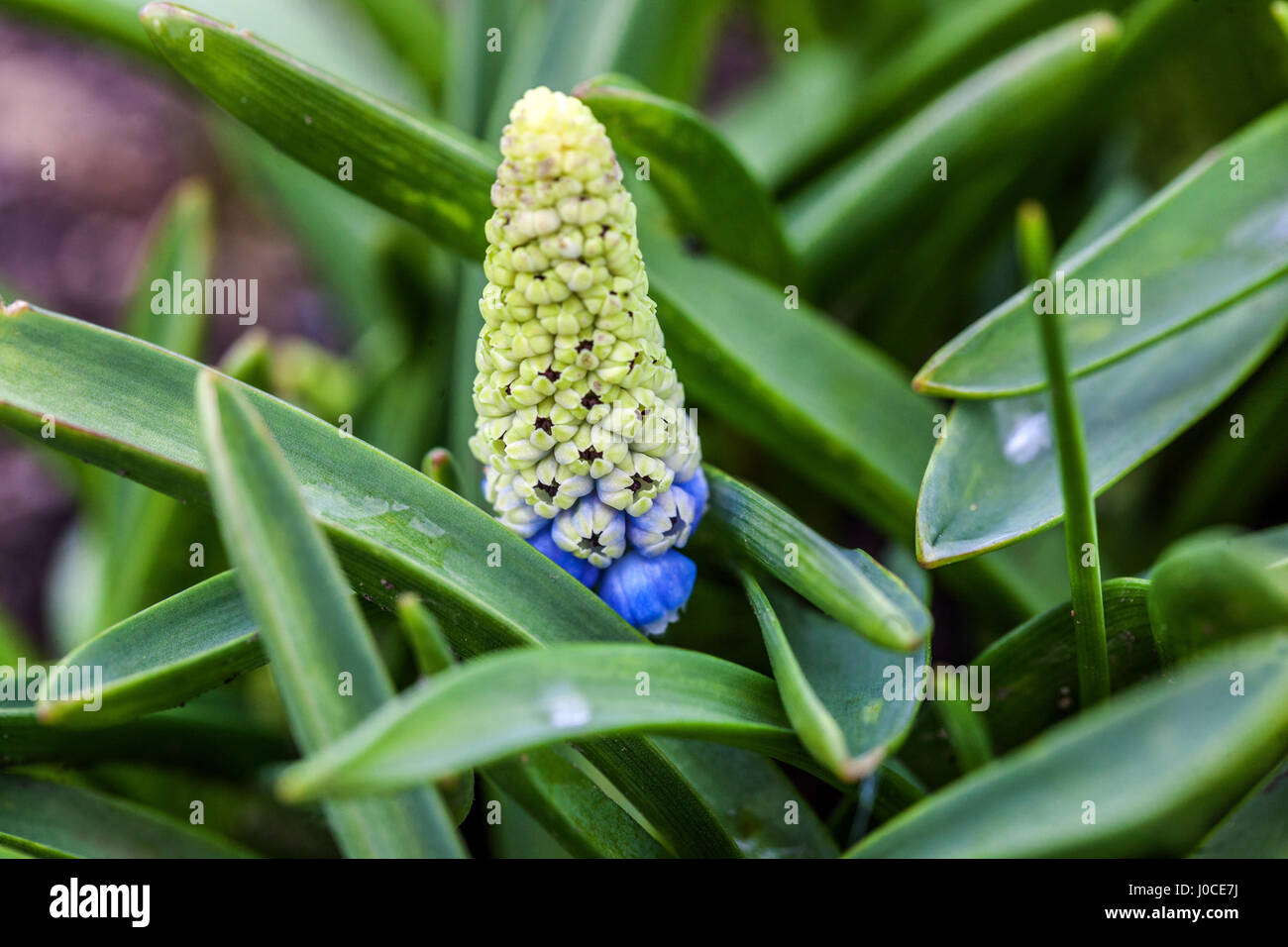 Muscari 'Mountain Lady' Grape Hyacinth Close Up Flower Spring Messenger Foto Stock