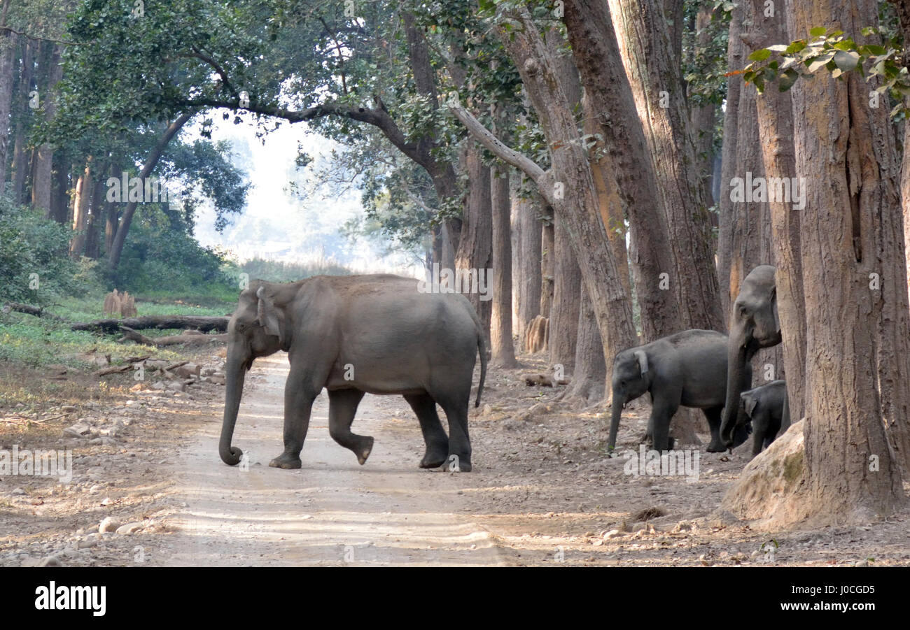 Famiglia di elefanti nel parco di cittadino di Corbett, India Foto Stock