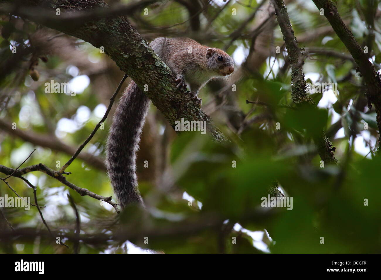 Mutable Sun Heliosiurus scoiattolo mutabilis nel bosco di miombo, Lusaka, Zambia, Sud Africa Foto Stock