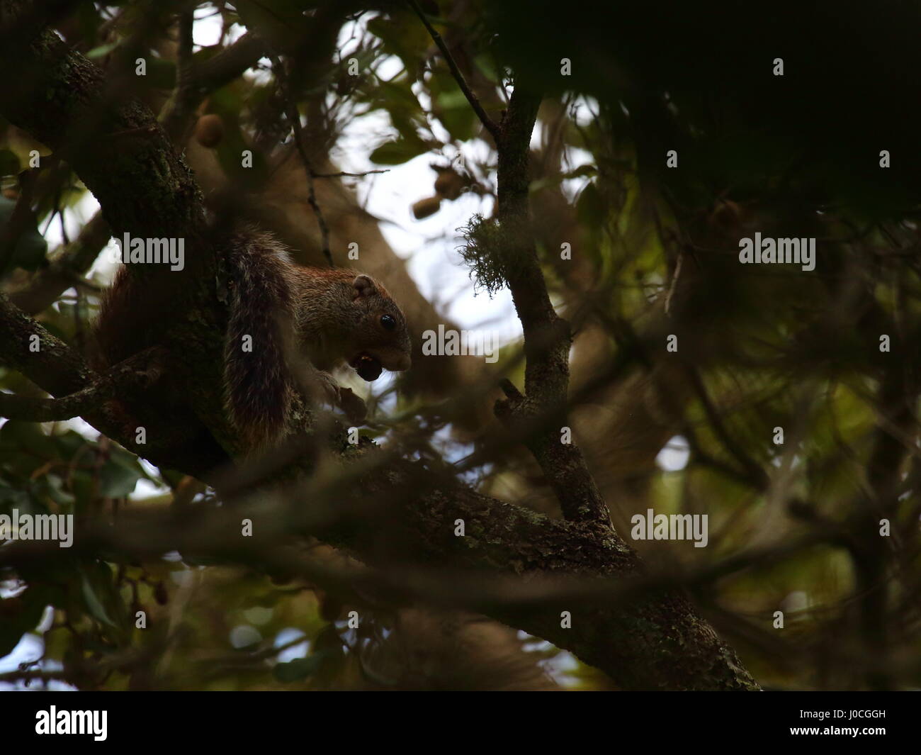 Mutable Sun Heliosiurus scoiattolo mutabilis nel bosco di miombo, Lusaka, Zambia, Sud Africa Foto Stock