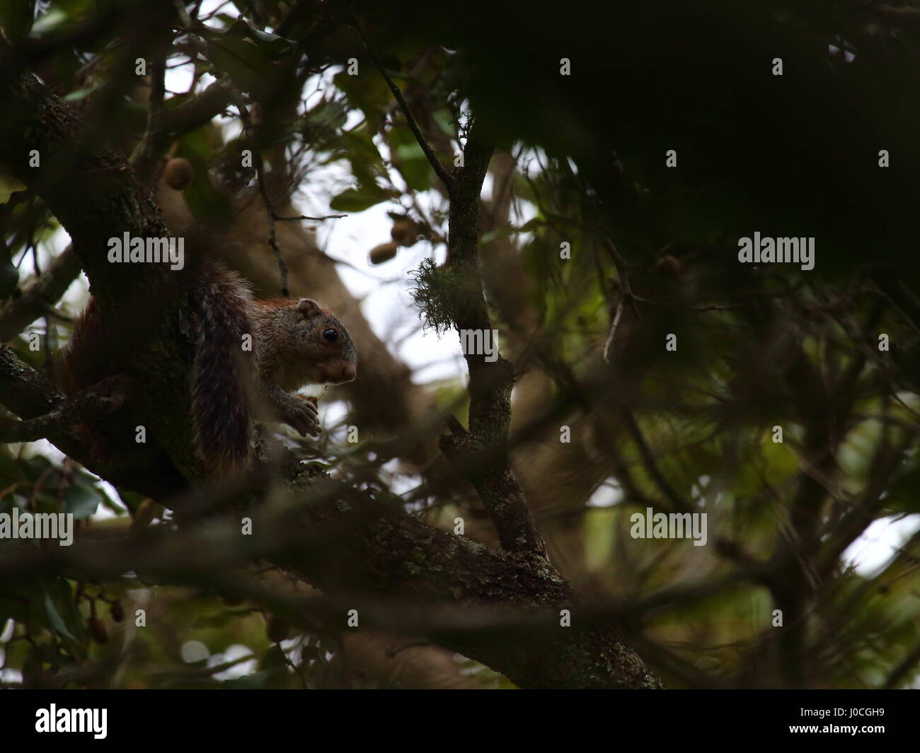 Mutable Sun Heliosiurus scoiattolo mutabilis nel bosco di miombo, Lusaka, Zambia, Sud Africa Foto Stock