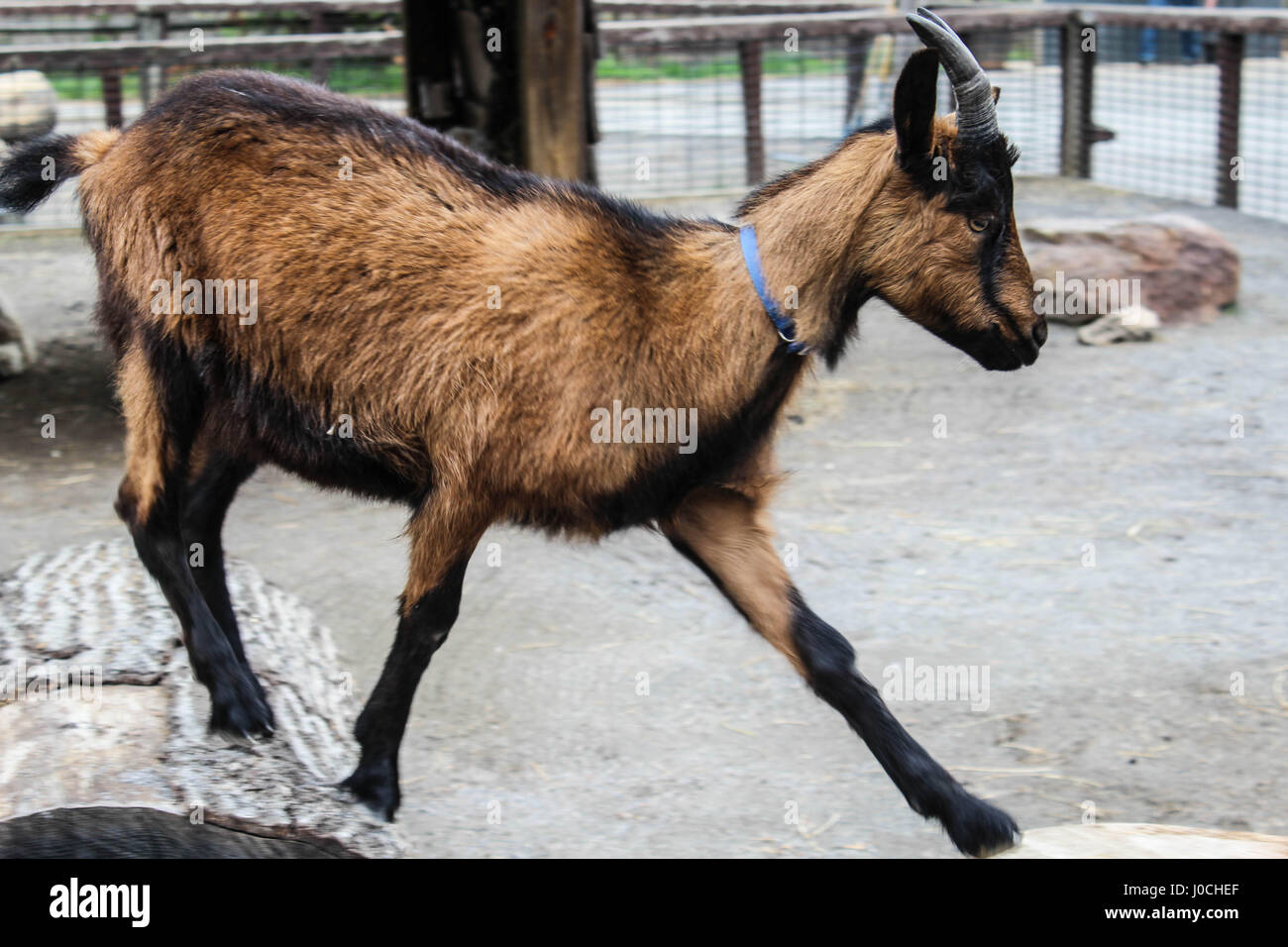 Capra su una fattoria degli animali santuario Foto Stock