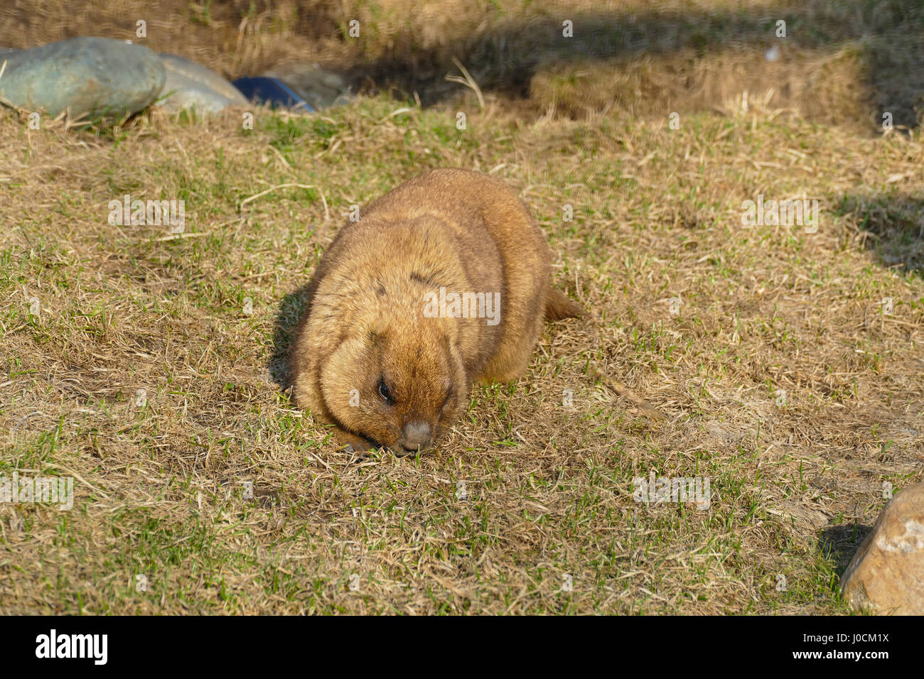 Marmotta sulla molla di erba Foto Stock
