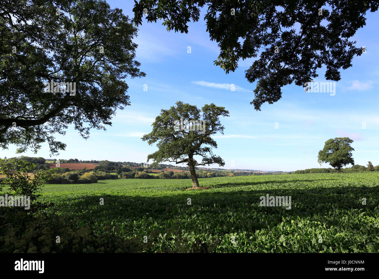 Summer View su campi vicino al villaggio di Ketton, Rutland County, England, Regno Unito Foto Stock