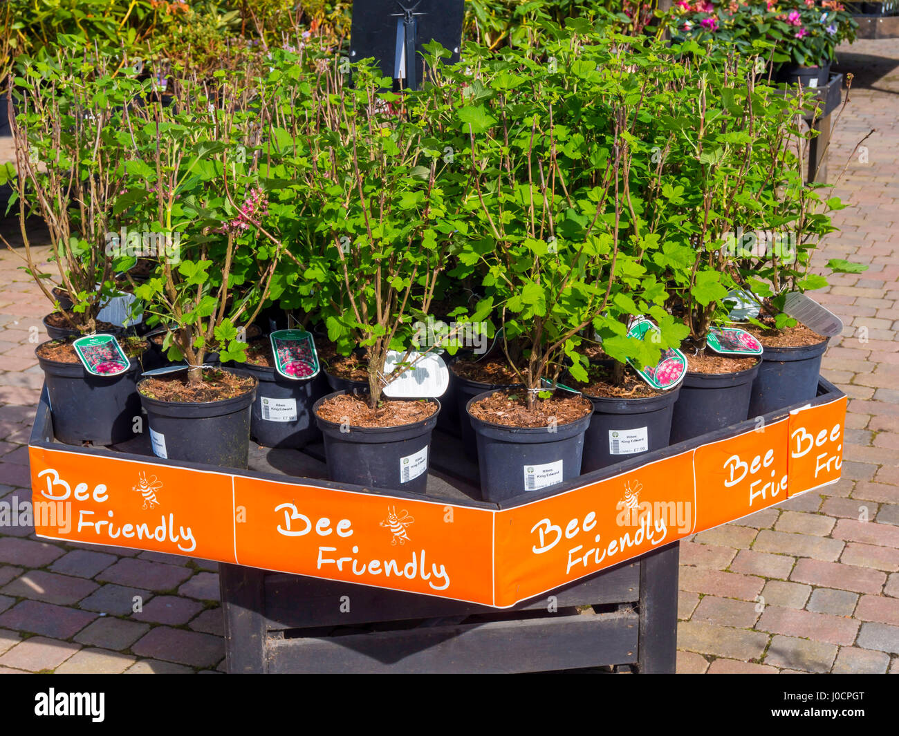 Un display di Bee Friendly impianti per la vendita in un Garden Center qui la fioritura del ribes Ribes sanguineum King Edward VII Foto Stock