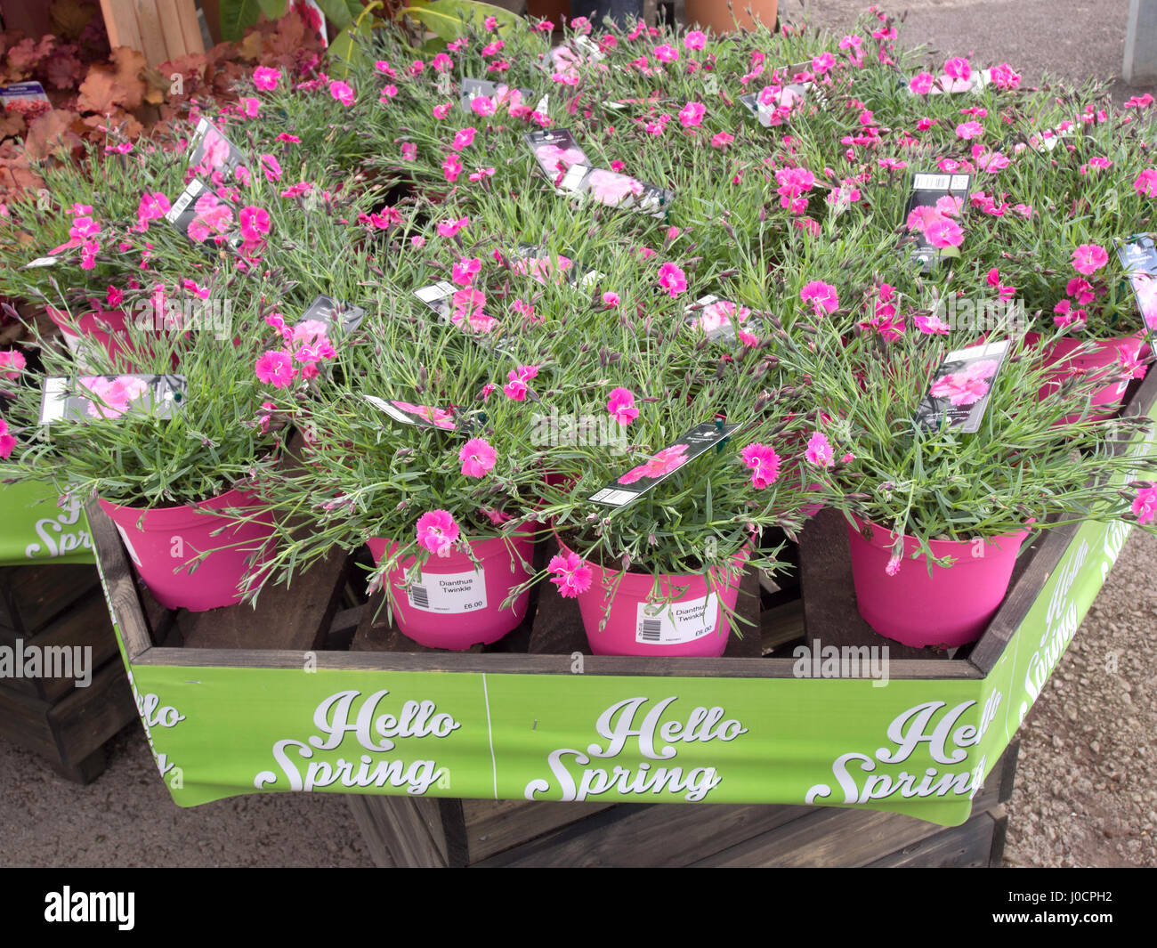 Ciao " Primavera' un giardino centro promozione di impianti per la vendita per la semina primaverile qui Dianthus caryophyllus 'Twinkle' Foto Stock