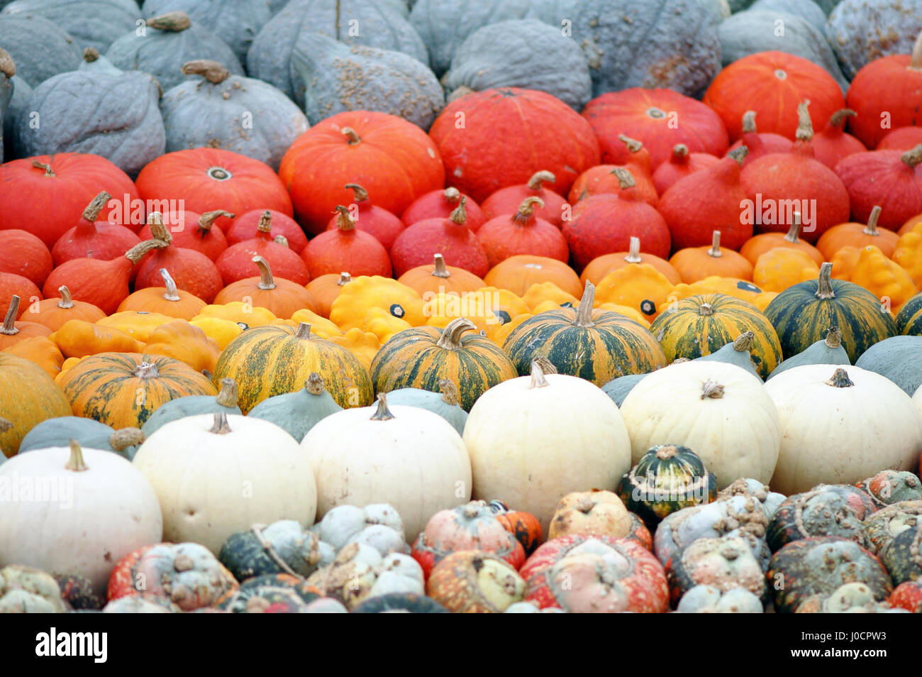 Diversi tipi di mini pumkins fullframe in background. Foto Stock