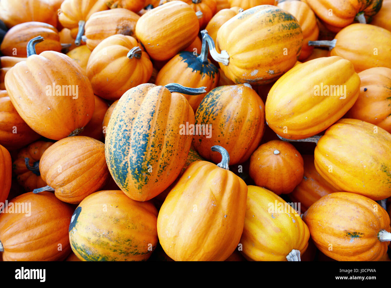 Diversi tipi di mini pumkins fullframe in background. Foto Stock