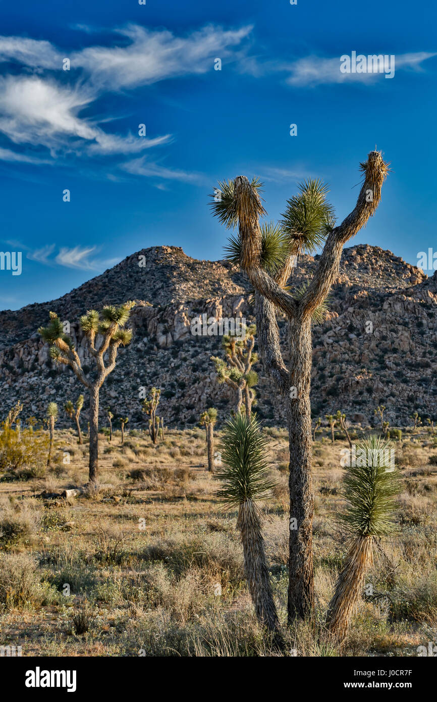 Alberi di Joshua (Yucca brevifolia) e rocciosa (granito) hills, Quaglia molle, Joshua Tree National Park, California USA Foto Stock