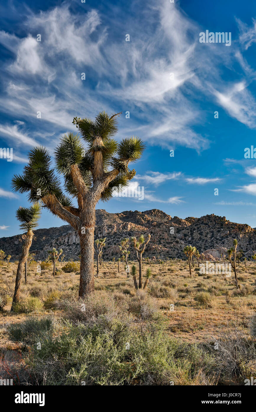 Alberi di Joshua (Yucca brevifolia) e rocciosa (granito) hills, Quaglia molle, Joshua Tree National Park, California USA Foto Stock