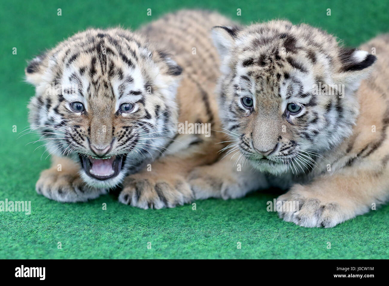 Leipzig, Germania. Xi Apr, 2017. Due a sei settimane di età le tigri del bambino di aspettare di essere vaccinati per la prima volta allo Zoo di Lipsia, in Germania, 11 aprile 2017. Le vaccinazioni sono ripetuto 3 o 4 volte prima di girare uno. La coppia ogni pesa circa 6 kg e la loro madre pesa 350 kg. Lo Zoo si trova nel processo della loro denominazione. Foto: Jan Woitas/dpa-Zentralbild/dpa/Alamy Live News Foto Stock