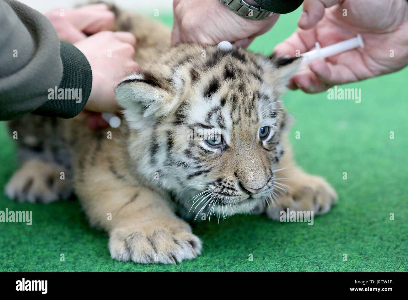 Leipzig, Germania. Xi Apr, 2017. Uno dei due a sei settimane di età tigri bambino essendo vaccinato per la prima volta allo Zoo di Lipsia, in Germania, 11 aprile 2017. Le vaccinazioni sono ripetute da 3 a 4 volte nel corso del primo anno. Il bambino tiger pesa circa 6 kg e la madre pesa 350 kg. Lo Zoo si trova nel processo di denominazione dei due bimbi tigre. Foto: Jan Woitas/dpa-Zentralbild/dpa/Alamy Live News Foto Stock