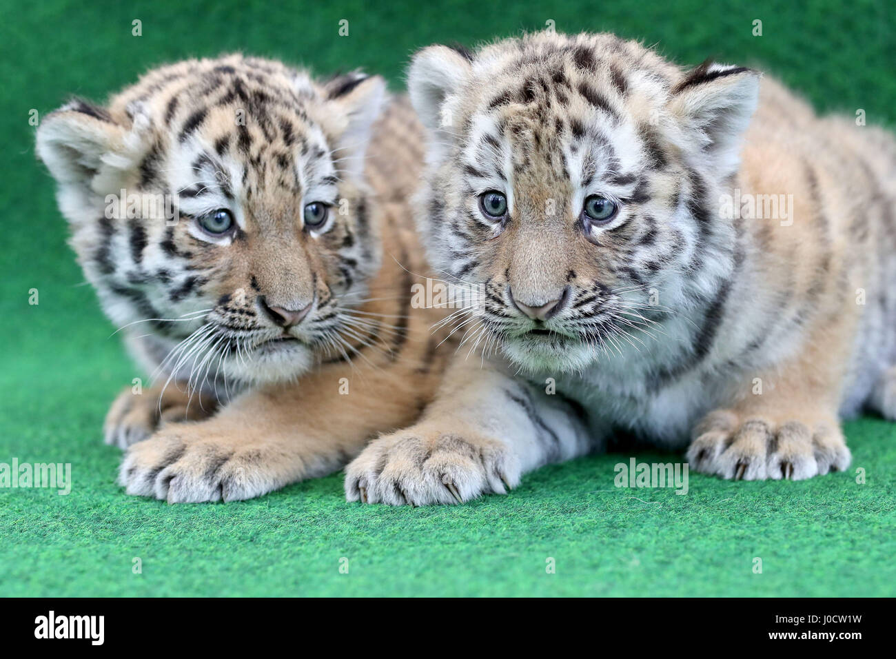 Leipzig, Germania. Xi Apr, 2017. Due a sei settimane di età le tigri del bambino di aspettare di essere vaccinati per la prima volta allo Zoo di Lipsia, in Germania, 11 aprile 2017. Le vaccinazioni sono ripetuto 3 o 4 volte prima di girare uno. La coppia ogni pesa circa 6 kg e la loro madre pesa 350 kg. Lo Zoo si trova nel processo della loro denominazione. Foto: Jan Woitas/dpa-Zentralbild/dpa/Alamy Live News Foto Stock