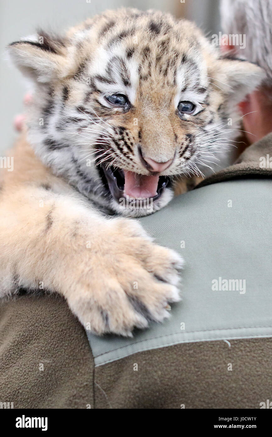 Leipzig, Germania. Xi Apr, 2017. Un dipendente dello zoo è titolare di uno dei due a sei settimane di età le tigri del bambino prima che venga vaccinato per la prima volta allo Zoo di Lipsia, in Germania, 11 aprile 2017. Le vaccinazioni sono ripetuto 3 o 4 volte prima di tigri girare uno. Al momento la coppia ciascuna pesa 6 kg e la loro madre pesa 350 kg. Lo Zoo si trova nel processo della loro denominazione. Foto: Jan Woitas/dpa-Zentralbild/dpa/Alamy Live News Foto Stock