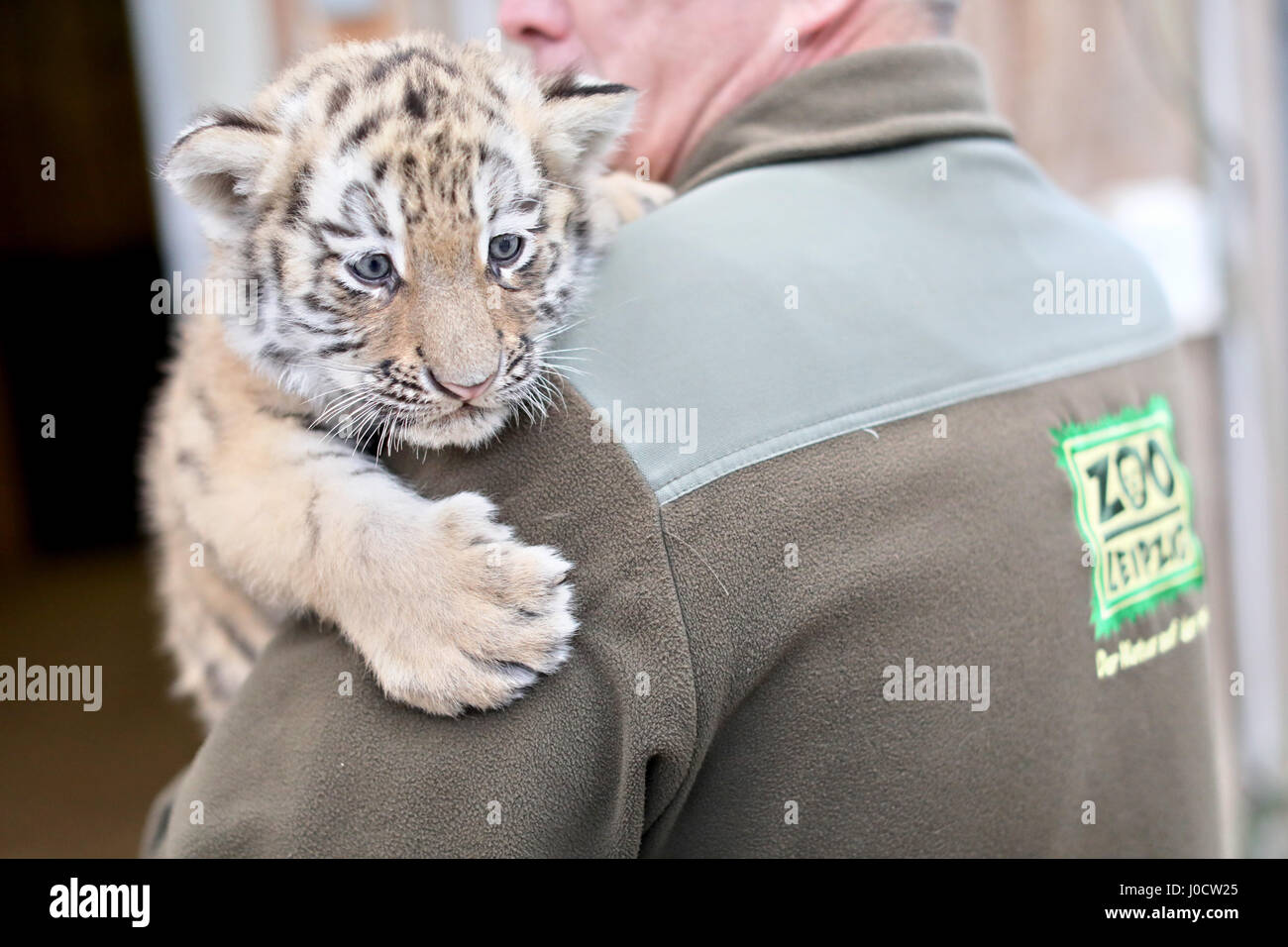 Leipzig, Germania. Xi Apr, 2017. Un dipendente dello zoo è titolare di uno dei due a sei settimane di età le tigri del bambino prima che venga vaccinato per la prima volta allo Zoo di Lipsia, in Germania, 11 aprile 2017. Le vaccinazioni sono ripetuto 3 o 4 volte prima di tigri girare uno. Al momento la coppia ciascuna pesa 6 kg e la loro madre pesa 350 kg. Lo Zoo si trova nel processo della loro denominazione. Foto: Jan Woitas/dpa-Zentralbild/dpa/Alamy Live News Foto Stock