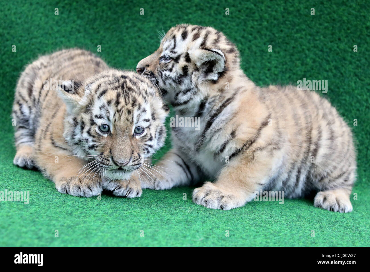 Leipzig, Germania. Xi Apr, 2017. Due a sei settimane di età le tigri del bambino di aspettare di essere vaccinati per la prima volta allo Zoo di Lipsia, in Germania, 11 aprile 2017. Le vaccinazioni sono ripetuto 3 o 4 volte prima di girare uno. La coppia ogni pesa circa 6 kg e la loro madre pesa 350 kg. Lo Zoo si trova nel processo della loro denominazione. Foto: Jan Woitas/dpa-Zentralbild/dpa/Alamy Live News Foto Stock