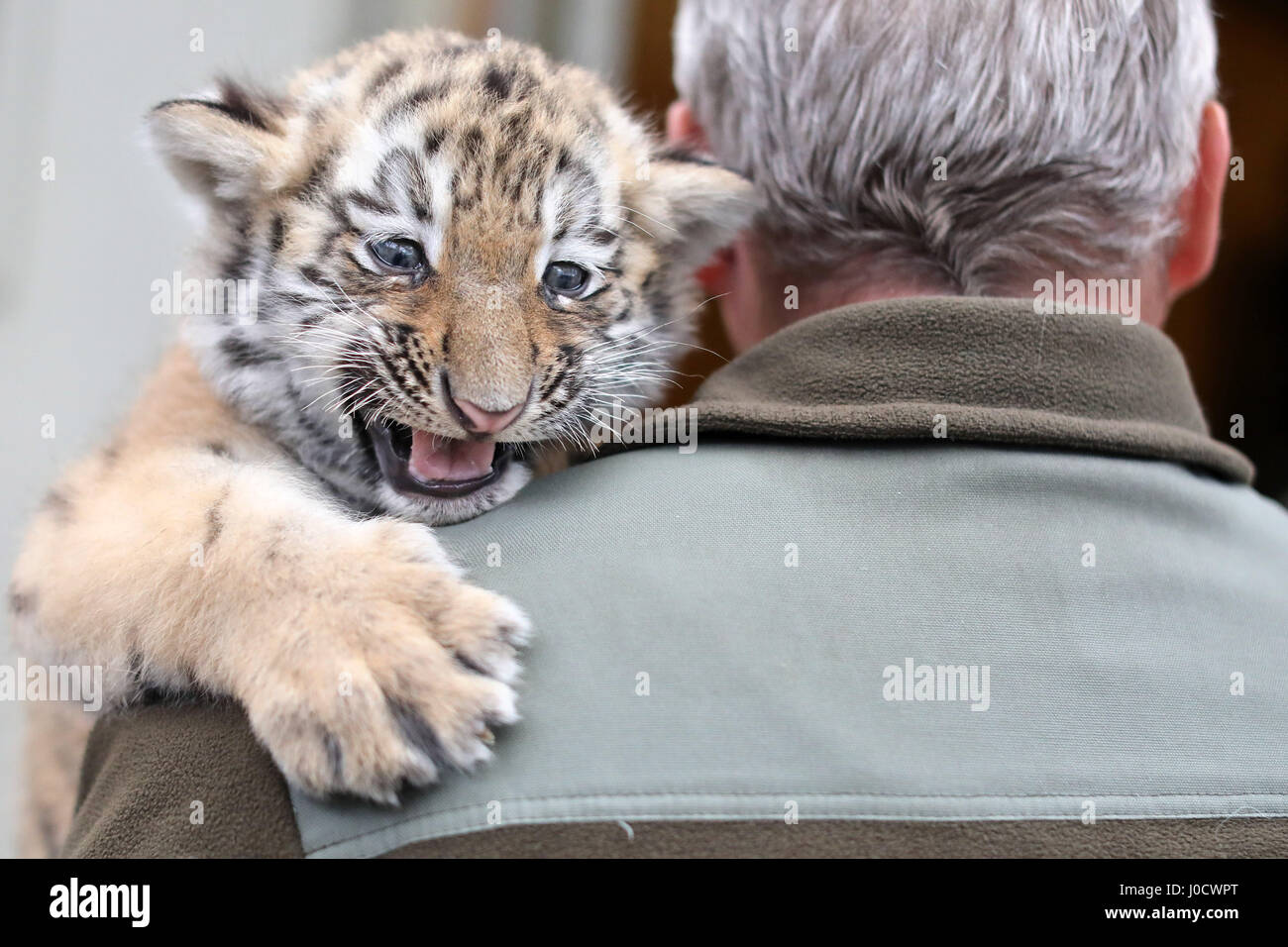 Leipzig, Germania. Xi Apr, 2017. dpatop - zoo di un dipendente è titolare di uno dei due a sei settimane di età le tigri del bambino prima che venga vaccinato per la prima volta allo Zoo di Lipsia, in Germania, 11 aprile 2017. Le vaccinazioni sono ripetuto 3 o 4 volte prima di tigri girare uno. Al momento la coppia ciascuna pesa 6 kg e la loro madre pesa 350 kg. Lo Zoo si trova nel processo della loro denominazione. Foto: Jan Woitas/dpa-Zentralbild/dpa/Alamy Live News Foto Stock