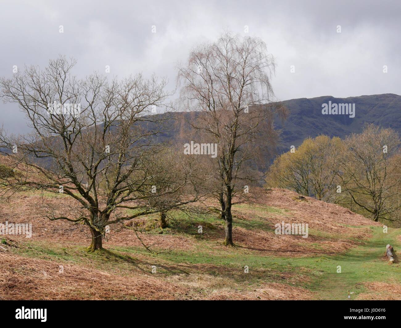 Tarn Hows vicino a Coniston, Cumbria, Regno Unito. Xii Apr, 2017. La gente fuori a godersi una passeggiata intorno a questo National Trust area naturale del distretto del lago in un giorno di tempo nuvoloso con occasionali di sole e docce. © DTNews/Alamy Live Credito: Dan Tucker/Alamy Live News Foto Stock