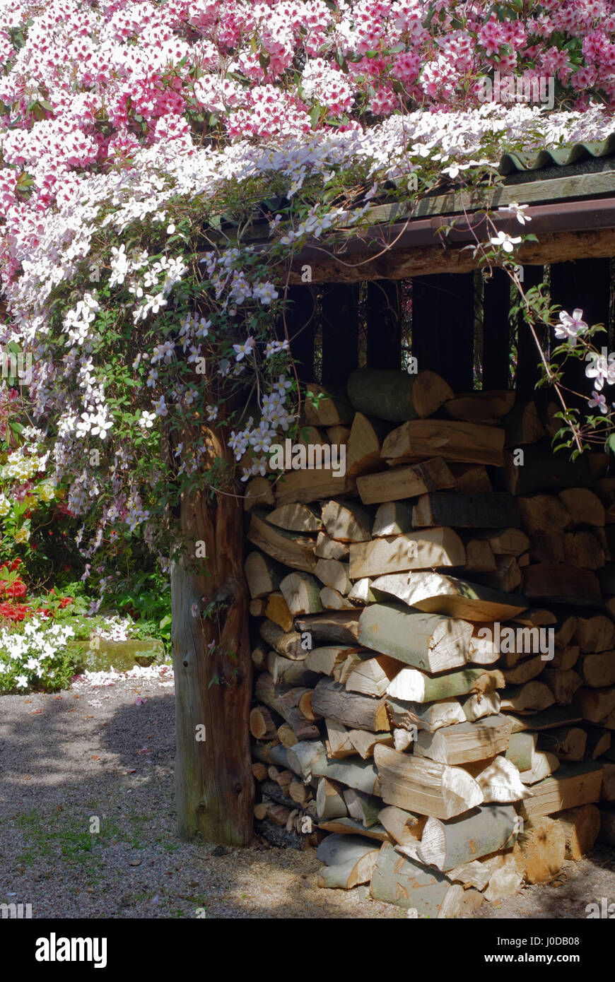 Un log store drappeggiati in clematis fiori Foto Stock