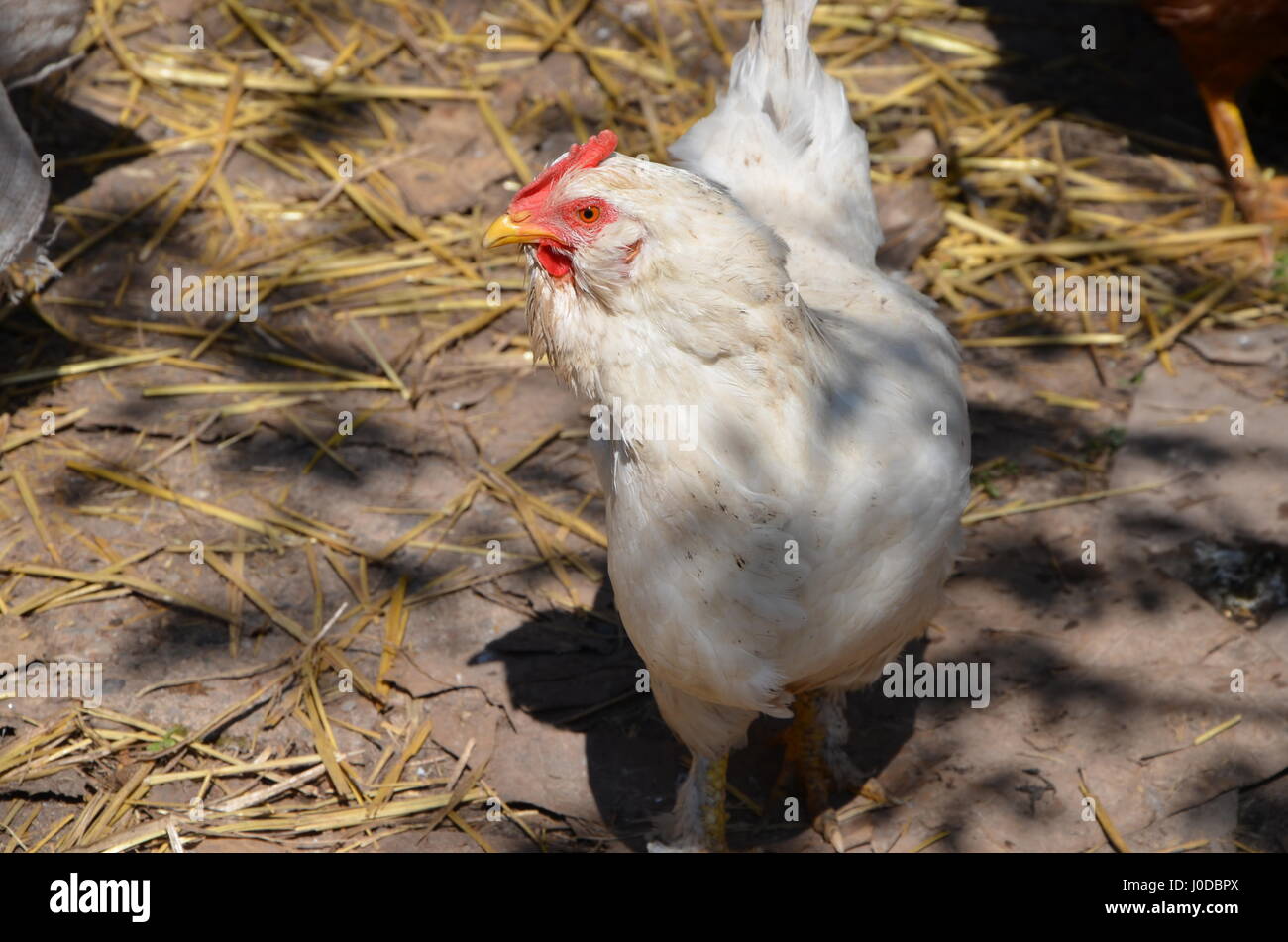Occhi rossi pollo dopo la posa di un uovo. Foto Stock