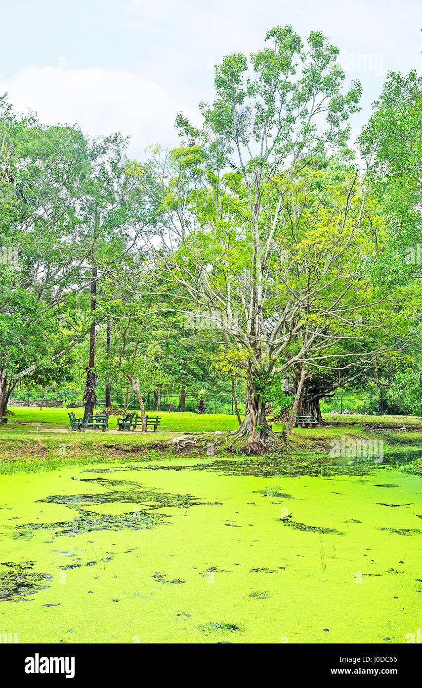 Il Deepa Garden (l'isola giardino) è il posto migliore per rilassarsi e godersi la natura, visitando i siti archeologici di Polonnaruwa unito, Sri Lanka. Foto Stock