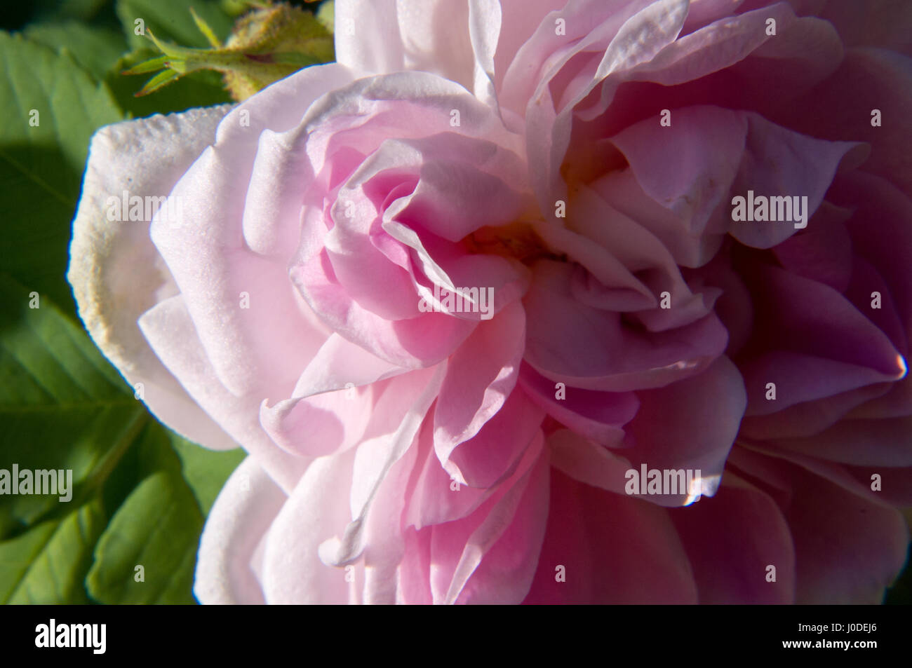 Cimelio di damasco Rosa Rose bloom con bella luce Foto Stock